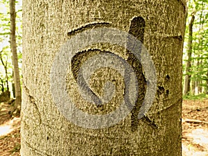 Chinese or Japanese letter. Knife carving on tree bark. Tree vandalism in forest