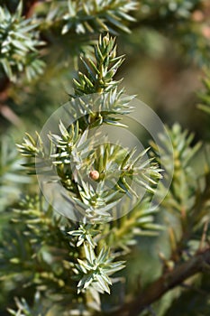 Chinese juniper Blue Alps