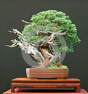 Chinese juniper bonsai