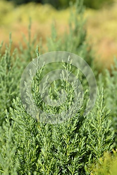 Chinese juniper Stricta