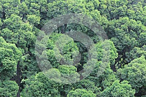 Chinese junipers forest