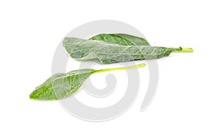 Chinese Kale or Chinese Broccoli vegetable isolated on white background