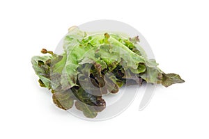 Chinese Kale or Chinese Broccoli vegetable isolated on white background