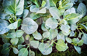 Chinese kale farm