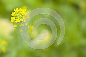 Chinese kale flowers