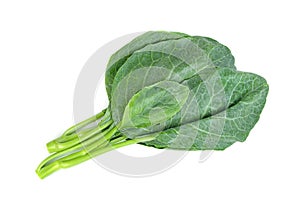 Chinese kale isolated on white background ,Green leaves of collards pattern