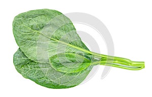 Chinese kale isolated on white background ,Green leaves of collards pattern