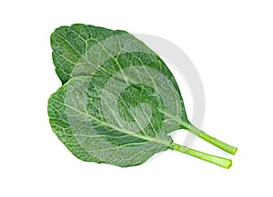 Chinese kale isolated on white background ,Green leaves of collards pattern