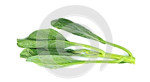 Chinese kale isolated on white background ,Green leaves of collards pattern