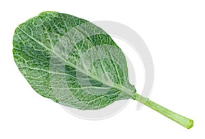 Chinese kale isolated on white background ,Green leaves of collards pattern