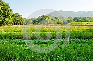 Chinese Kale and Vetiver Grass in field. photo
