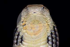 Chinese King cobra Ophiophagus Hannah