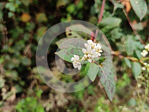 Chinese knotweed flower