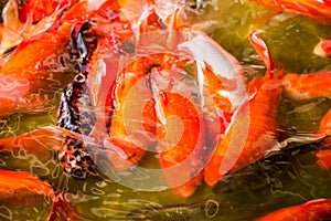 Chinese Koi Fish swimming in the pond in Beijing, China