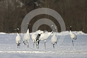 Chinese Kraanvogel; Red-crowned Crane