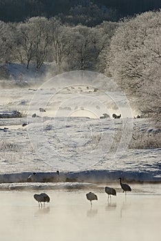 Chinese Kraanvogel, Red-crowned Crane, Grus japonensis