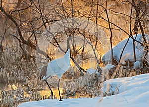 Chinese Kraanvogel, Red-crowned Crane, Grus japonensis