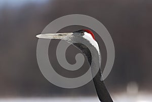 Chinese Kraanvogel, Red-crowned Crane, Grus japonensis