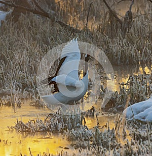 Chinese Kraanvogel, Red-crowned Crane,  Grus japonensis