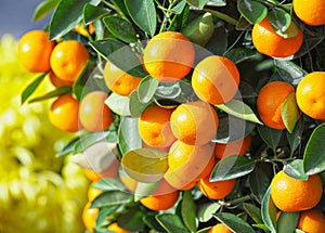 Chinese kumquat