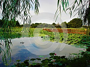 Chinese landscape, lotus, weeping willow and lake