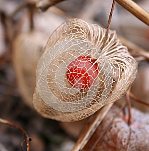 Chinese lantern