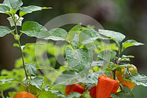 Chinese lantern Alkekengi officinarum flower and orange-red lanterns photo