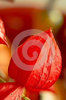 Chinese Lantern flower, Physalis alkekengi