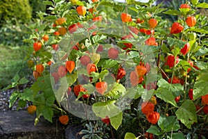 Chinese lantern flower (Physalis alkekengi)