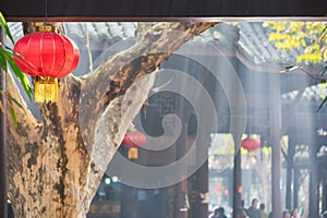 Chinese lantern hanging on a tree