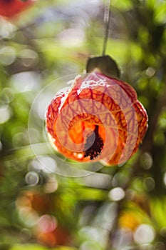 Chinese lantern