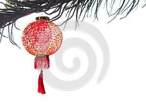 Chinese lantern on pine tree isolate on white for Chinese New Ye