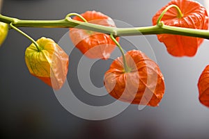 Chinese lantern plant