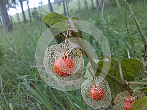 Chinese Lantern Plant