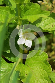 Chinese lantern plant flowers