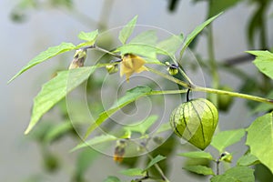 Chinese lantern plant