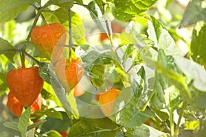 Chinese Lantern Plant Physalis alkekengi