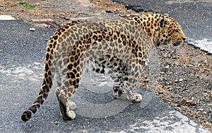 Chinese leopard or North China leopard
