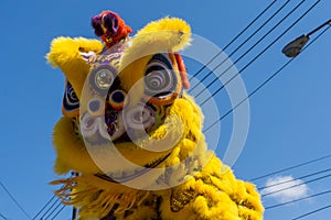 Chinese lion dance performance
