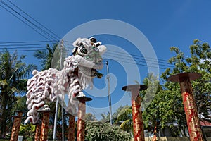 Chinese lion dance performance