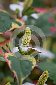 Chinese lizard tail Houttuynia cordata Chameleon, variegated foliage with flower
