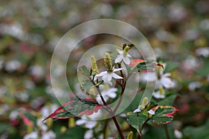 Chinese lizard tail Houttuynia cordata Chameleon, variegated foliage with white flowers