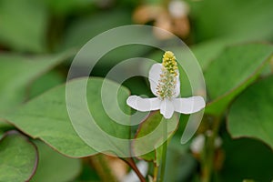 Chinese lizard tail Houttuynia cordata, a close-up of a white flower