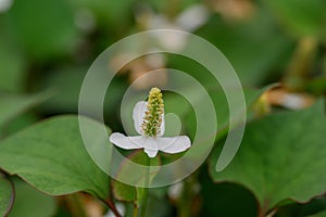 Chinese lizard tail Houttuynia cordata, close-up of a white flower