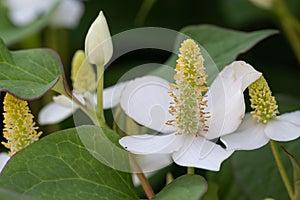 Chinese lizard tail Houttuynia cordata, close-up of white flowers