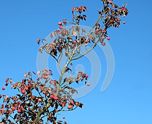 Chinese Lychee tree with fruits in autumn