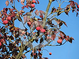 Chinese Lychee tree with fruits in autumn