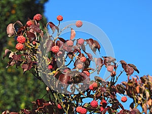 Chinese Lychee tree with fruits in autumn