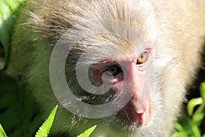 Chinese macaque closeup