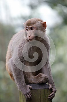 Chinese macaque sitting on a wooden pillar